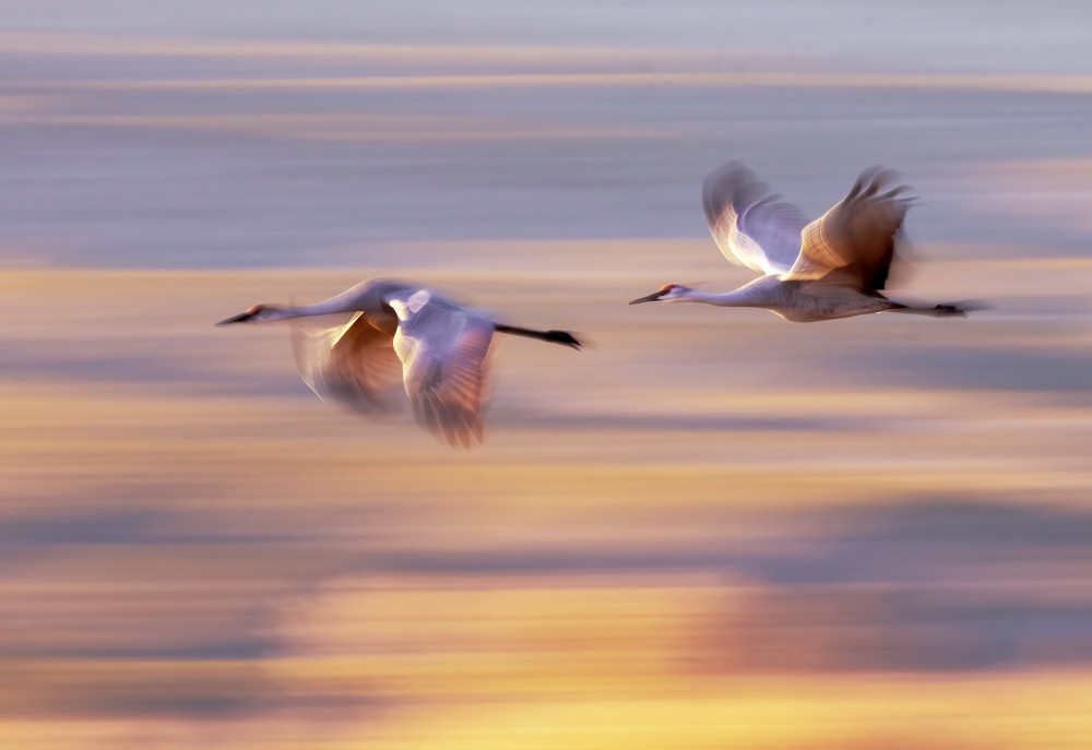 Soaring Cranes at Sunrise by Leechee Z — canvas wall art