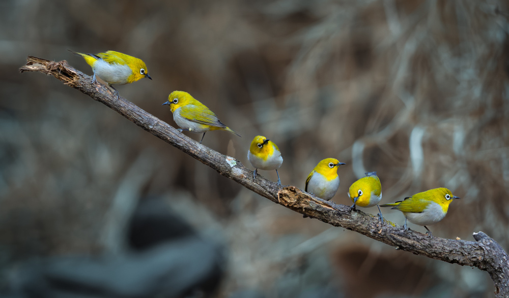 Six Yellow Birds Perched by Rahul Wedpathak — canvas wall art