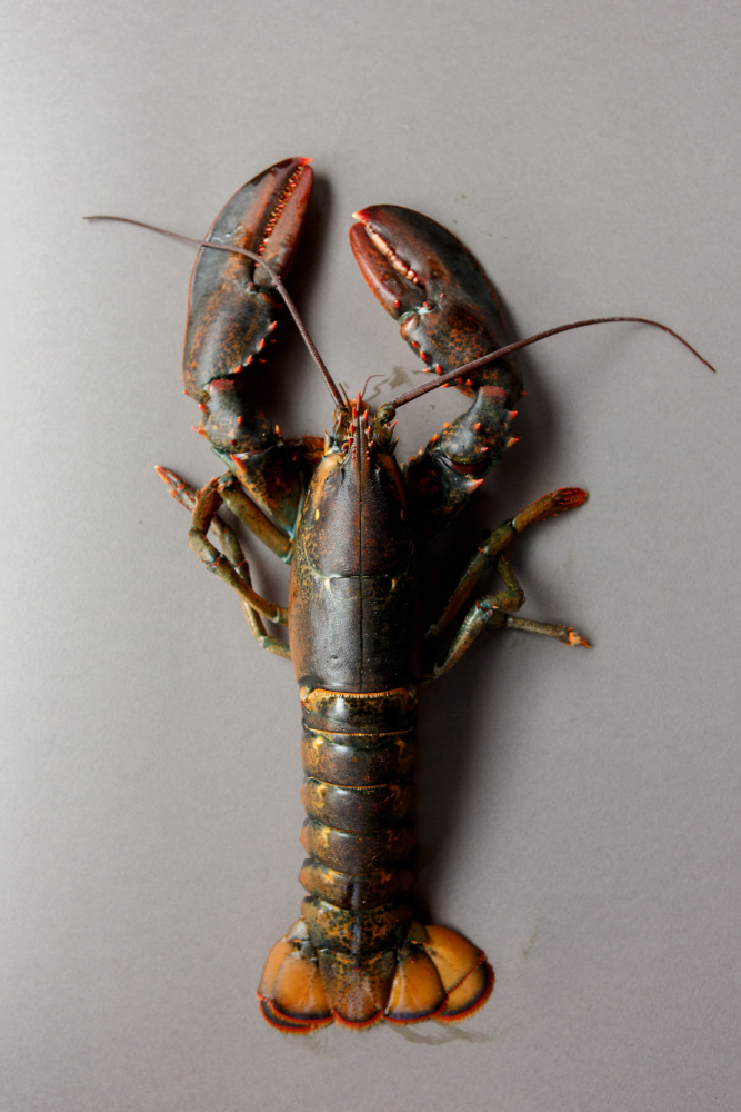 Raw Lobster On Grey by Masha Bakker Matijevic — canvas wall art