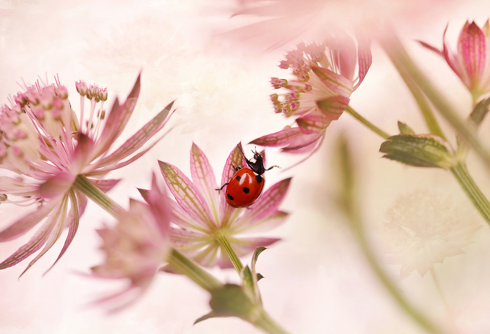 Pink Flower Ladybug by Ellen van Deelen — canvas wall art