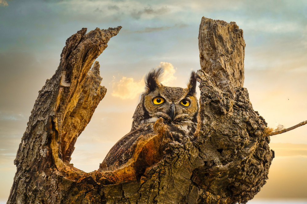 Owl's Golden Gaze by Mike He — canvas wall art
