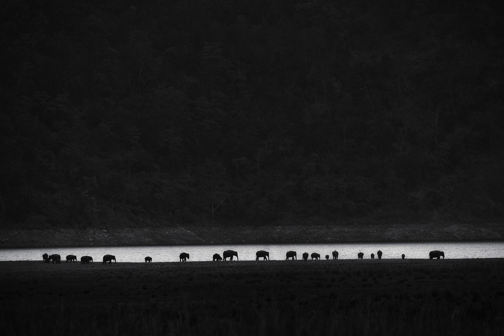 Elephant Family Silhouette by swapnil deshpande — canvas wall art