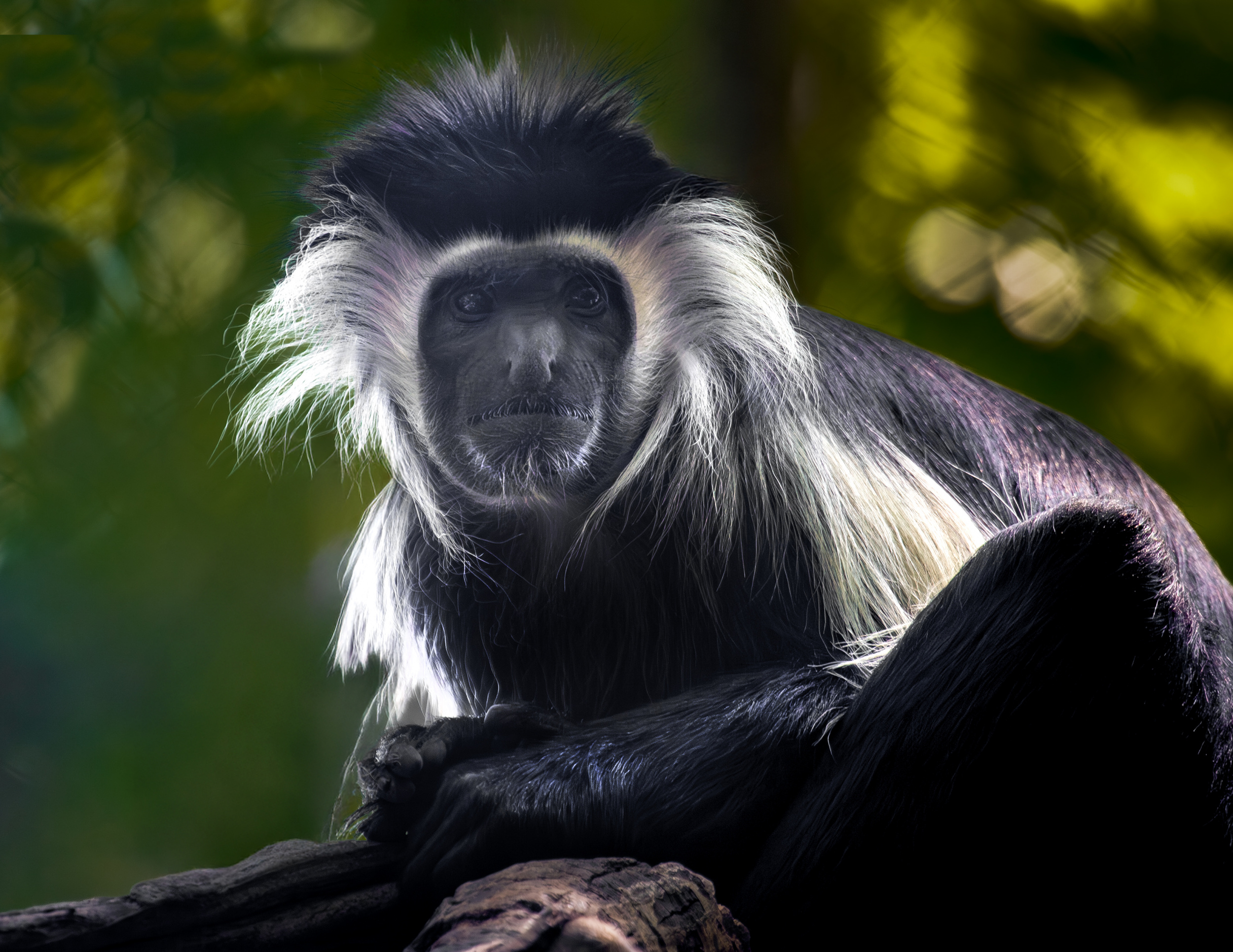 Proboscus Monkey