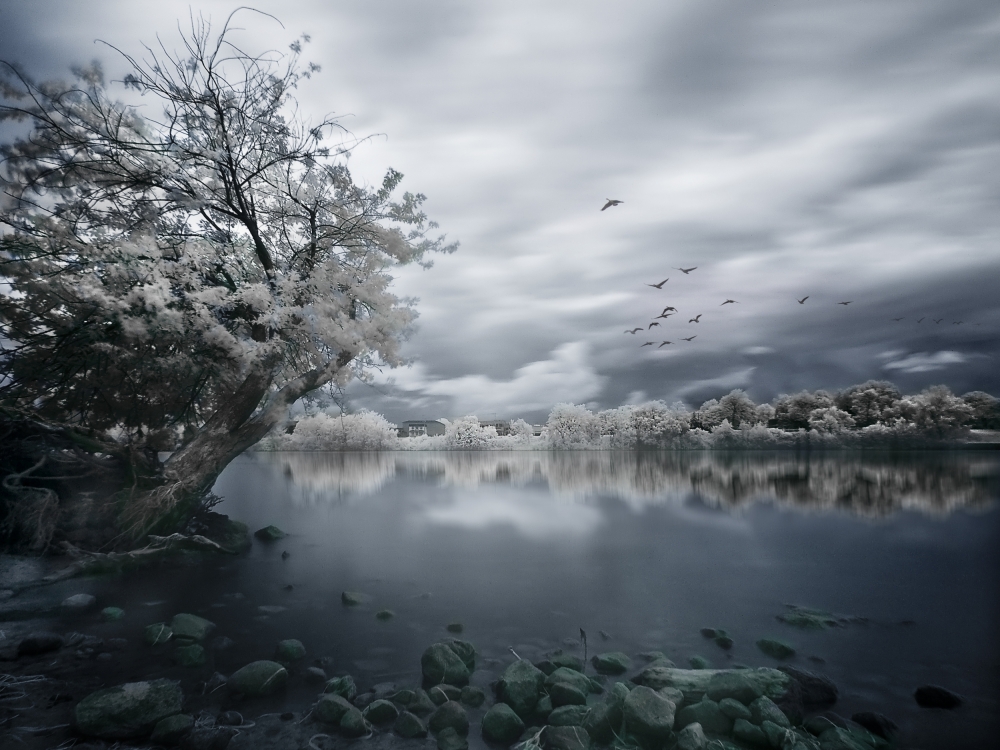 Misty Lake White Tree by David Senechal Photographie (polydactyle) — canvas wall art