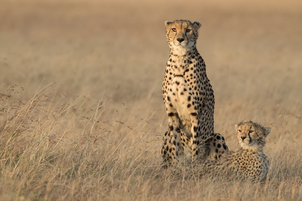 Cheetah Mother and Cub by Renee Doyle — canvas wall art