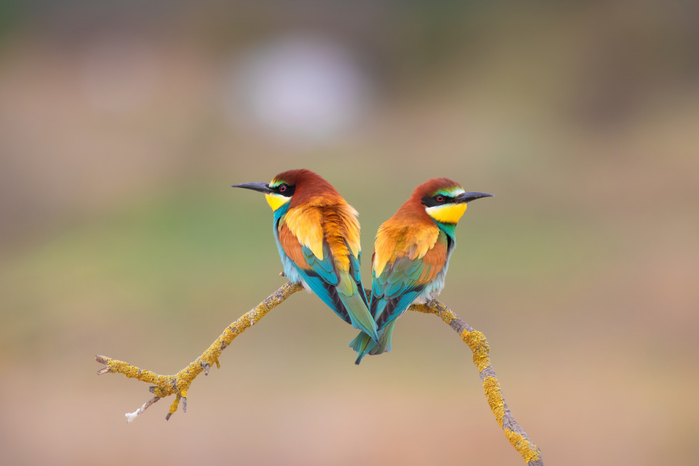 Colorful Bee-Eater Pair by TONY GORAN — canvas wall art