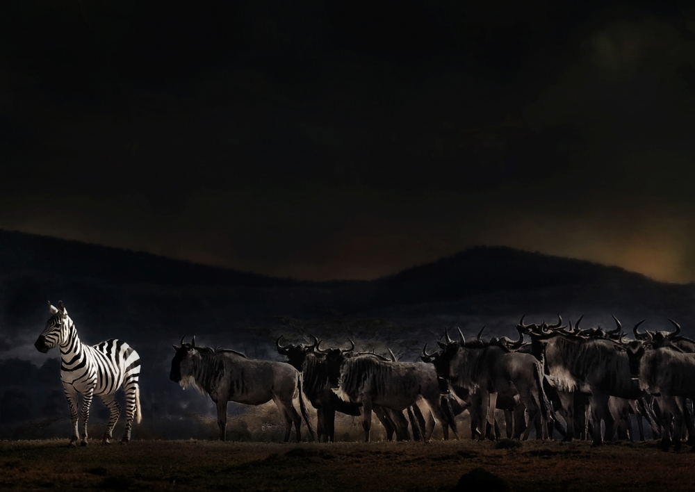 Solitary Zebra Herd by Piet Flour — canvas wall art