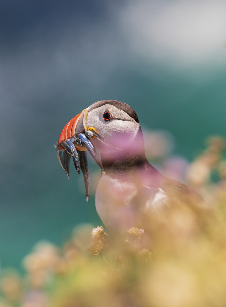 Puffin with Fresh Catch by Peter Krocka — canvas wall art