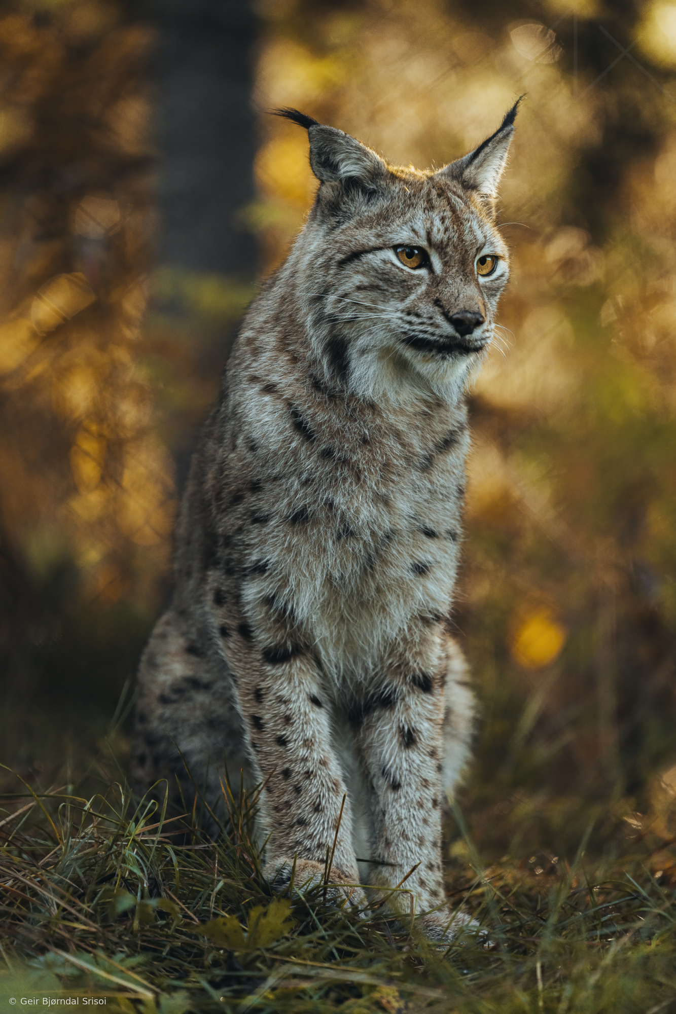 Lynx in Autumn color by Geir Bjørndal Srisoi