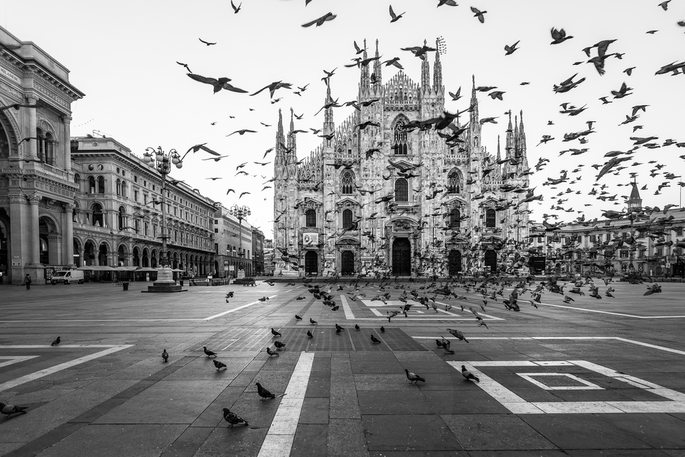 Piazza Duomo Pigeons by Tzvika Stein — canvas wall art