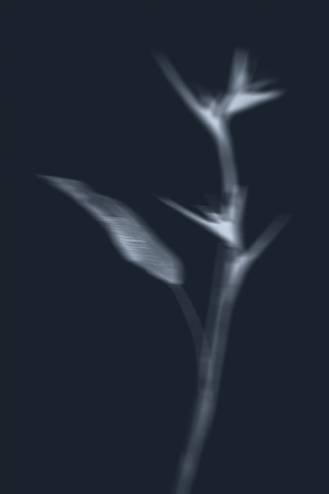 Ethereal Plant Study by THE MIUUS STUDIO — canvas wall art