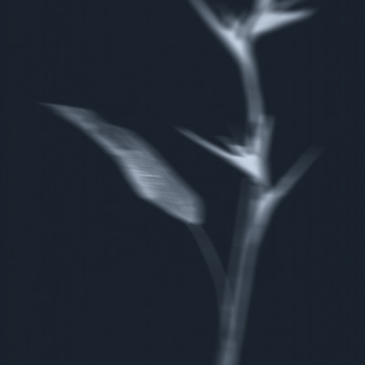 Ethereal Plant Study