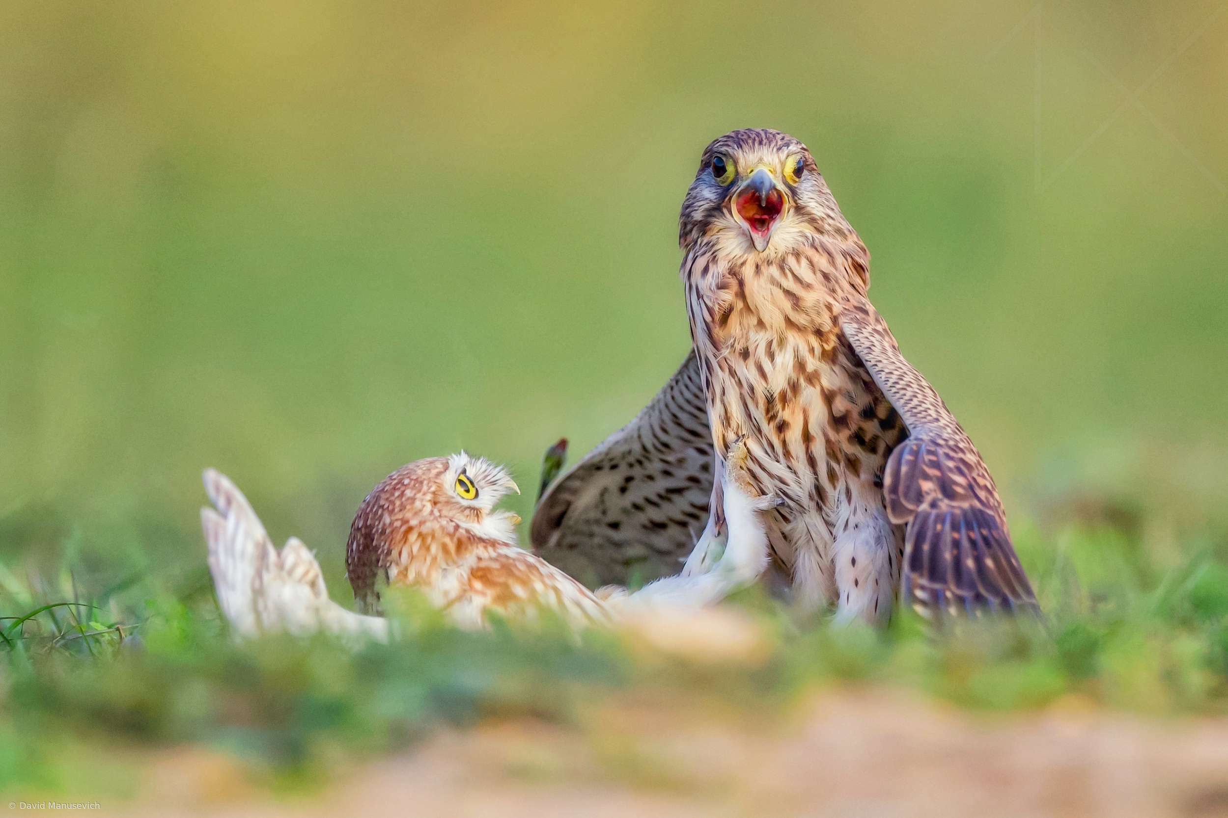 Kestrel and Little Owl Dispute