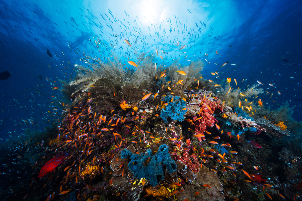 Vibrant Coral Reef by Barathieu Gabriel — canvas wall art