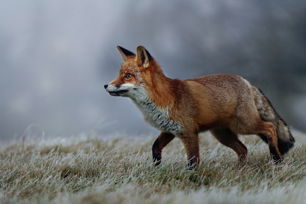 Fox In Winter Mist by Michaela Firešová — canvas wall art