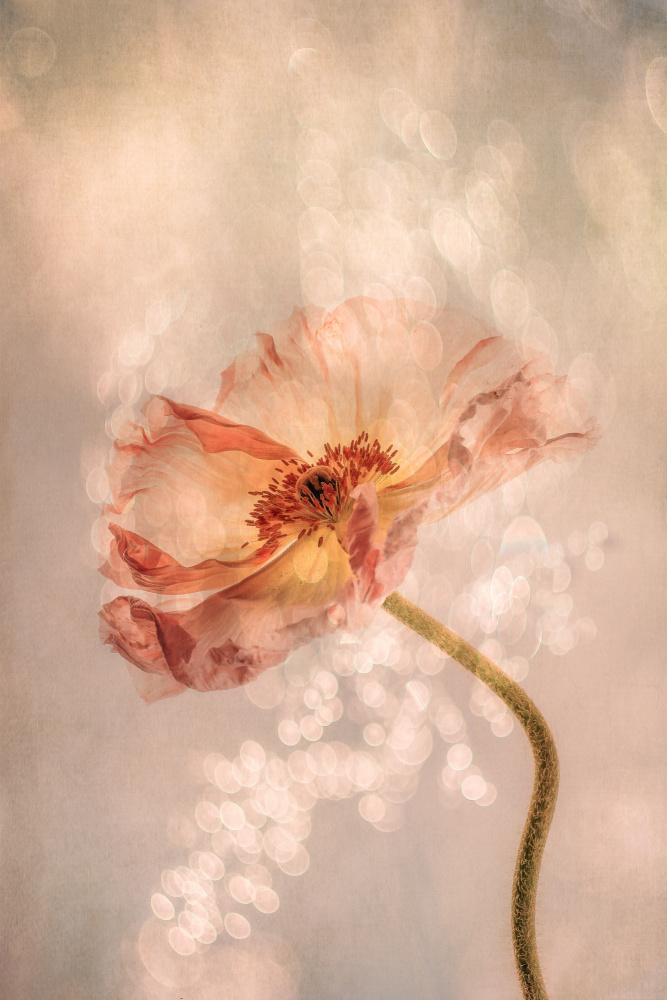 Dreamy Peach Poppy by Hilda van der Lee — canvas wall art