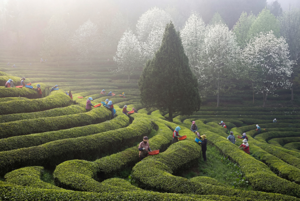 Misty Morning Tea Harvest by Jaeyoun Ryu — canvas wall art