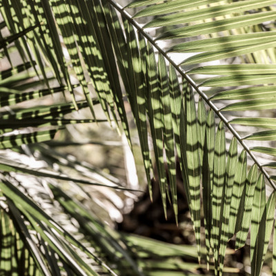 Palmlight