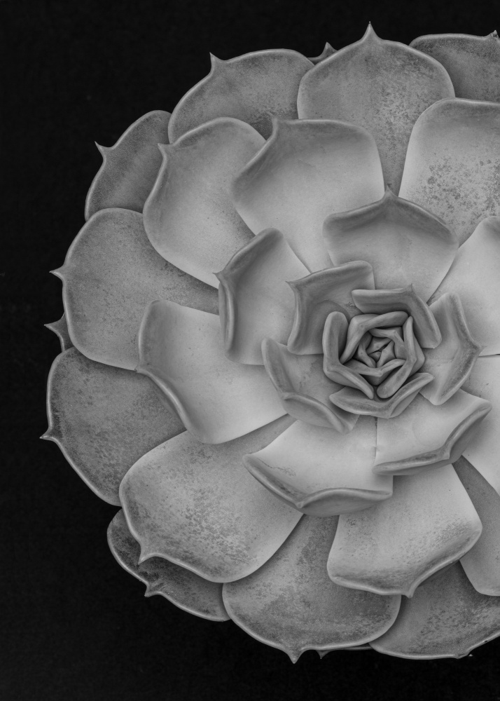 Monochrome Succulent Form by Old Artists Studio III — canvas wall art