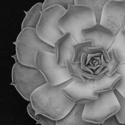 Monochrome Succulent Form