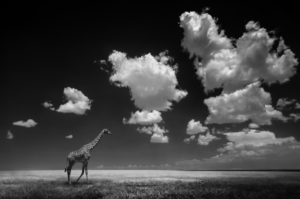 African Giraffe Sky by Alberto Ghizzi Panizza — canvas wall art