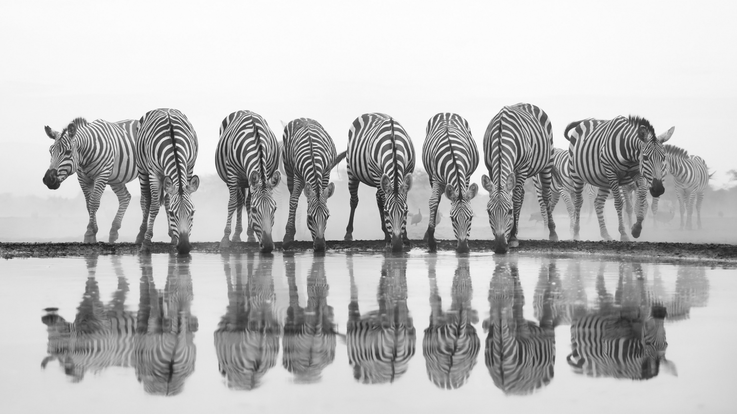 Quenching their thirst