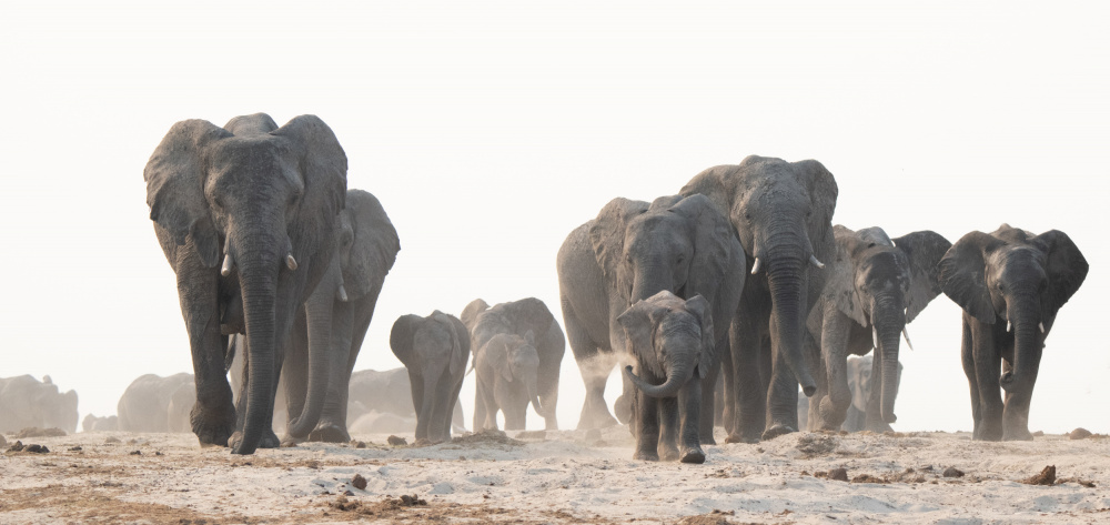 Marching to the River by Etienne Steenkamp — canvas wall art