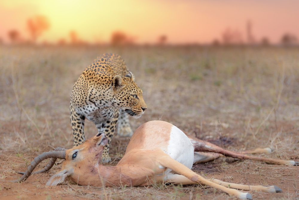 Leopard with a Kill by Ozkan Ozmen / Big Lens Adventures — canvas wall art