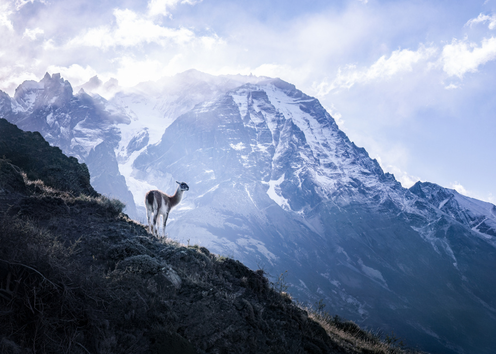 Guanaco Mountain Peaks by Chuan Chen APA — canvas wall art