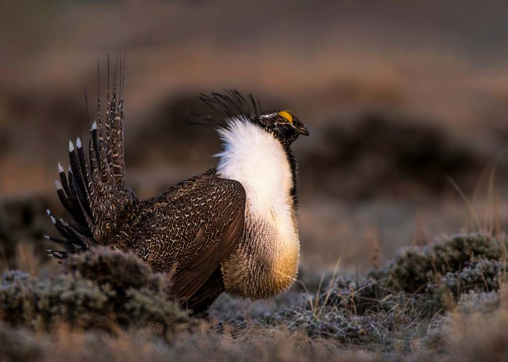 Strutting Sage Grouse by verdon — canvas wall art