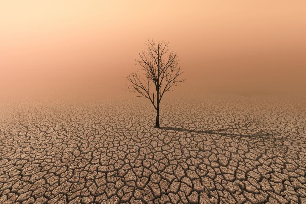 Lonely Desert Tree by cvv — canvas wall art