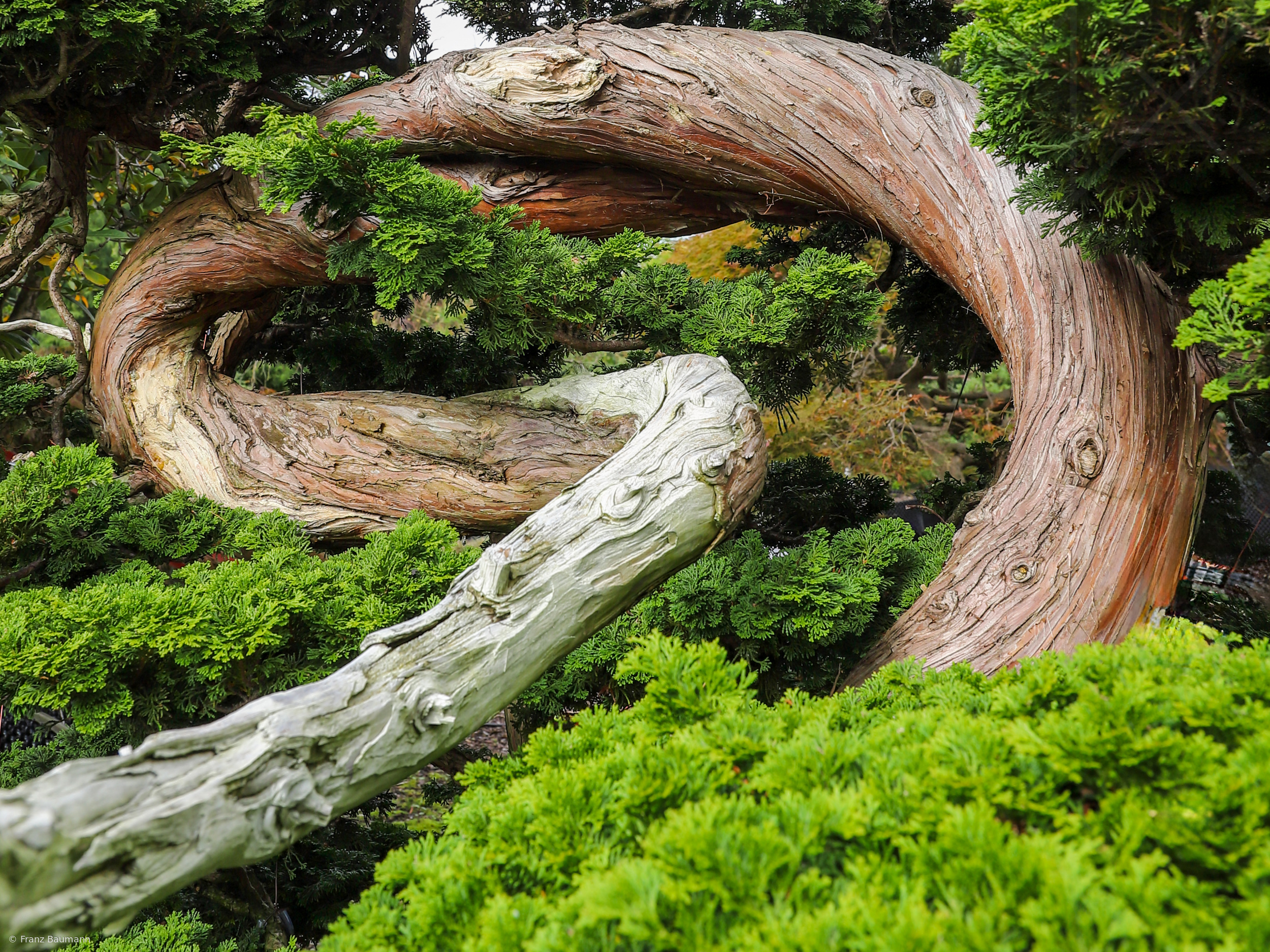 Roots