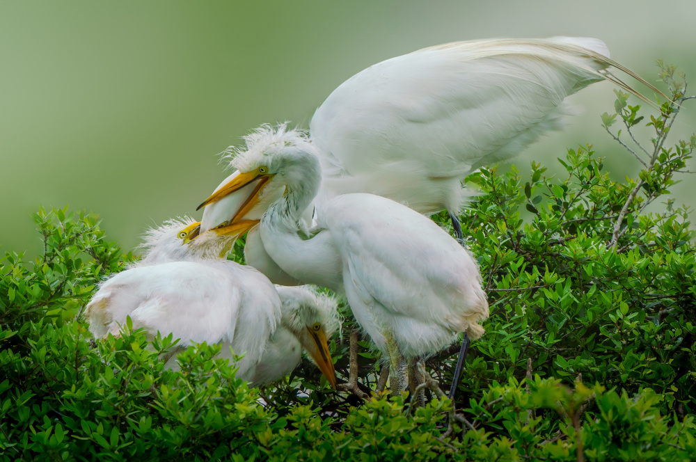 Egret Family Feeding by Serena Duan — canvas wall art