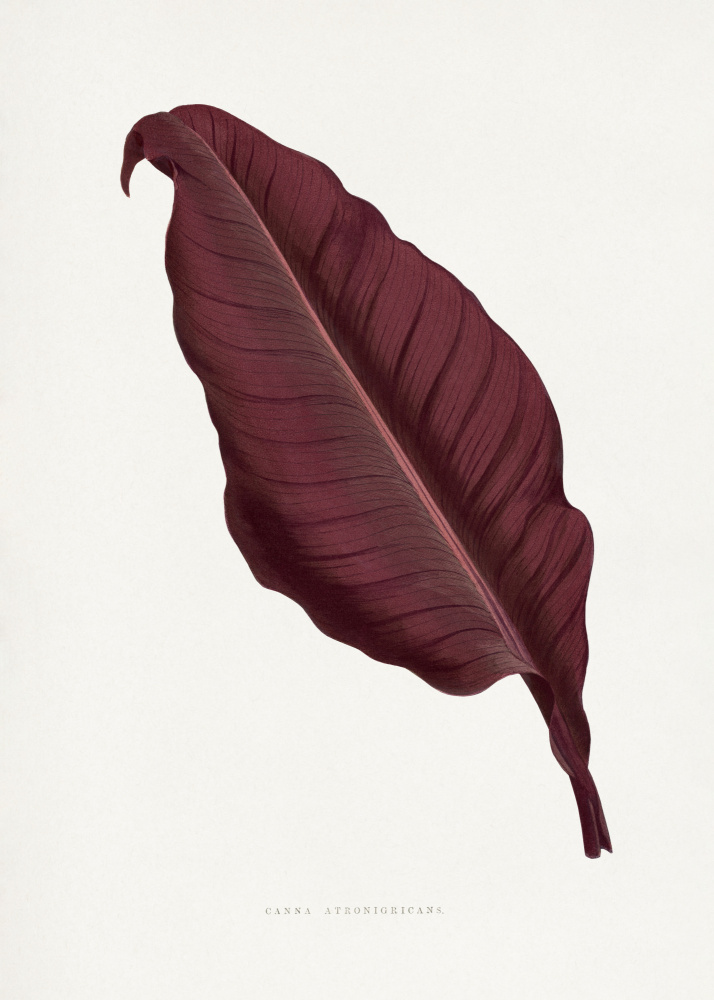 Pink Canna Atronigricans Leaf Illustration by Les Plantes a Feuillage Colore — canvas wall art