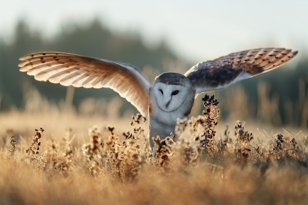Barn Owl Flight by Michaela Firešová — canvas wall art