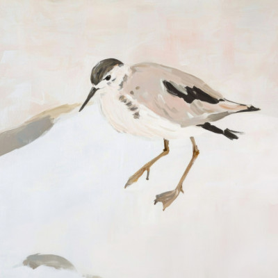 Cute Shorebird