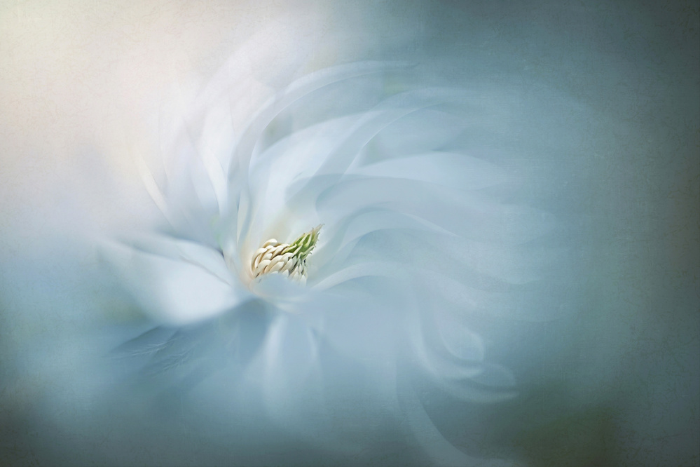 Ethereal Blue Bloom by Jacky Parker — canvas wall art