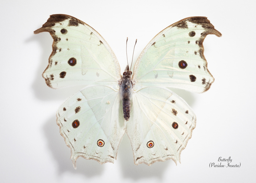 Delicate Pale Butterfly by Johan Botha "Sabie" — canvas wall art