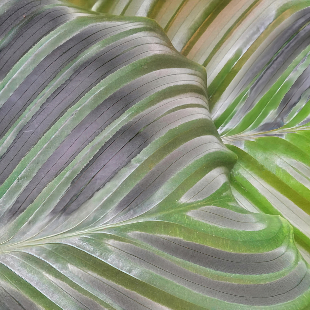 Wavy Green Leaf by Saskia Dingemans — canvas wall art