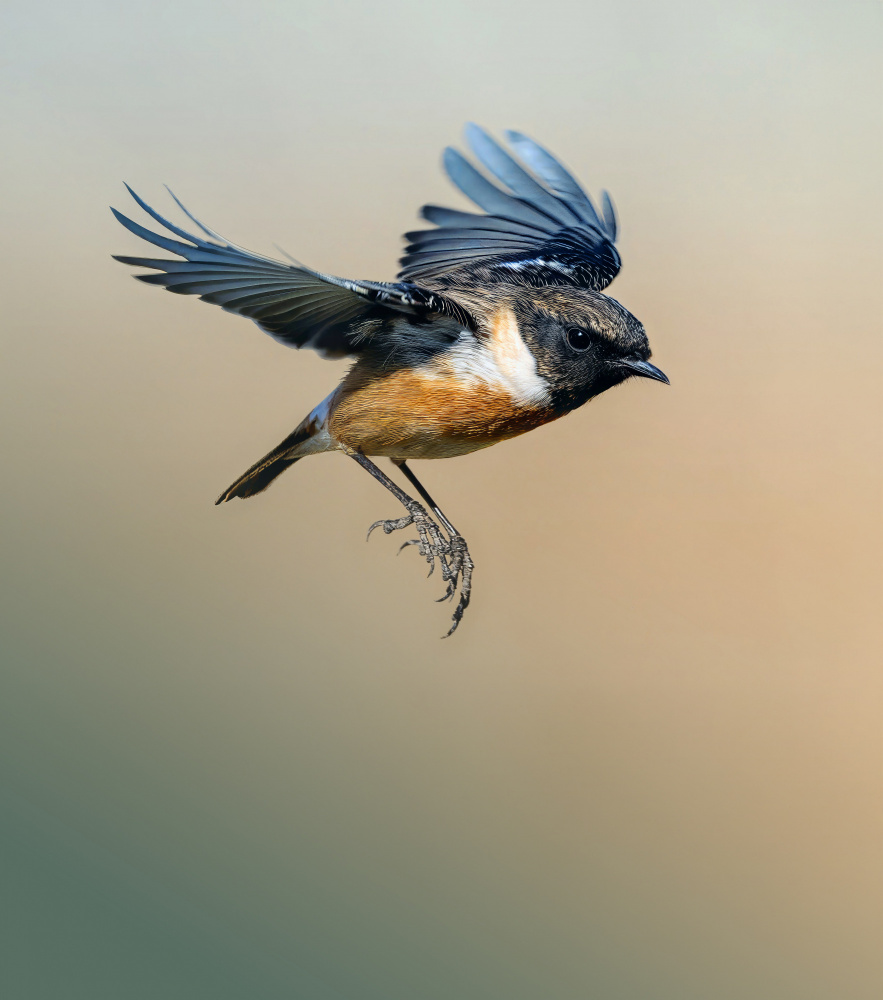 Graceful Stonechat In Flight by Yousef Abuaisheh — canvas wall art