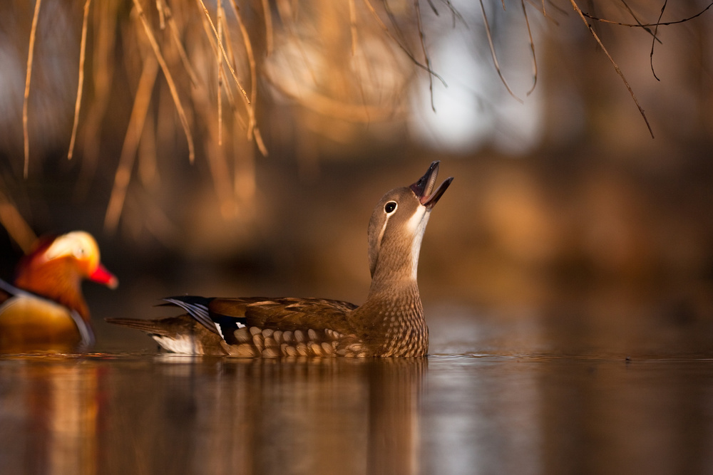 Mandarin Duck Calling by Robert Adamec — canvas wall art