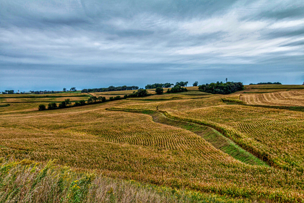Golden Farm Fields by GuruShots — canvas wall art