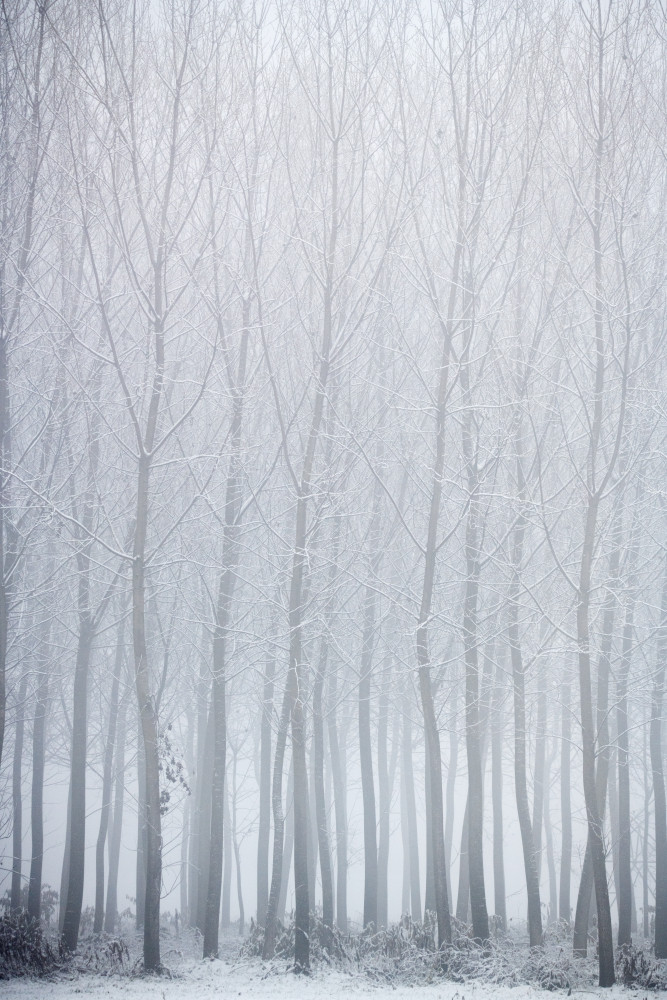 Misty Winter Trees by Marco Galimberti — canvas wall art