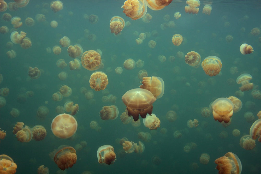 Golden Jellyfish Swarm by Piron Xavier — canvas wall art