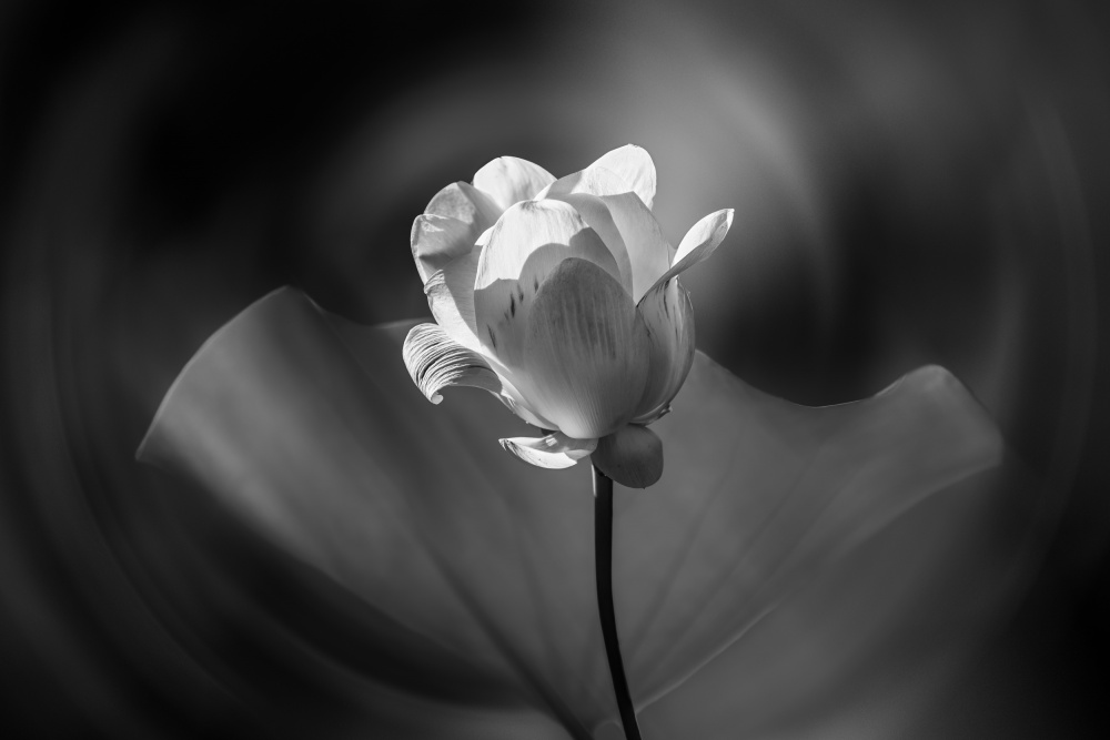 Serene Lotus Bloom by Serena Duan — canvas wall art