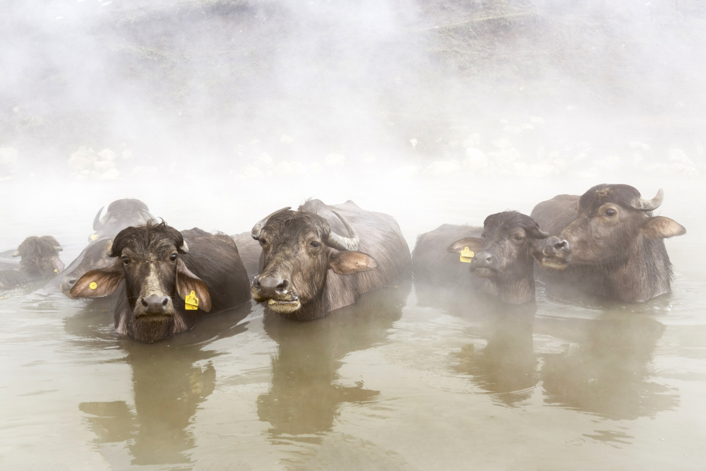 Steaming Water Buffalo by Ayse  Yorgancilar — canvas wall art