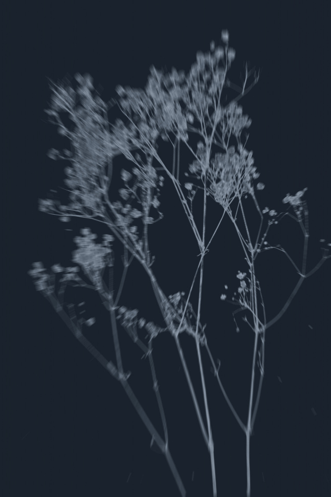 Indigo Botanical Grace by THE MIUUS STUDIO — canvas wall art