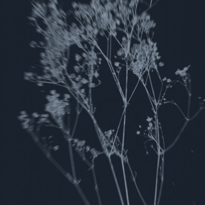 Indigo Botanical Grace