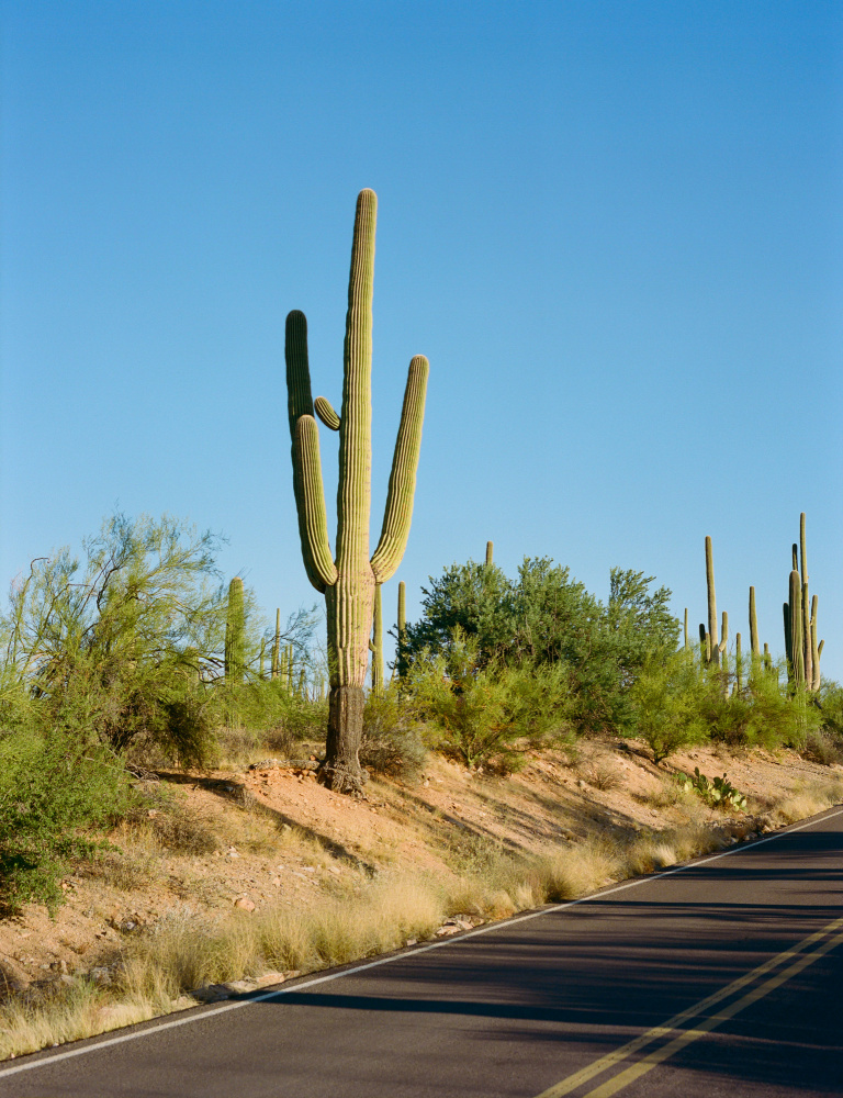 Saguaro Desert Road by Bethany Young — canvas wall art