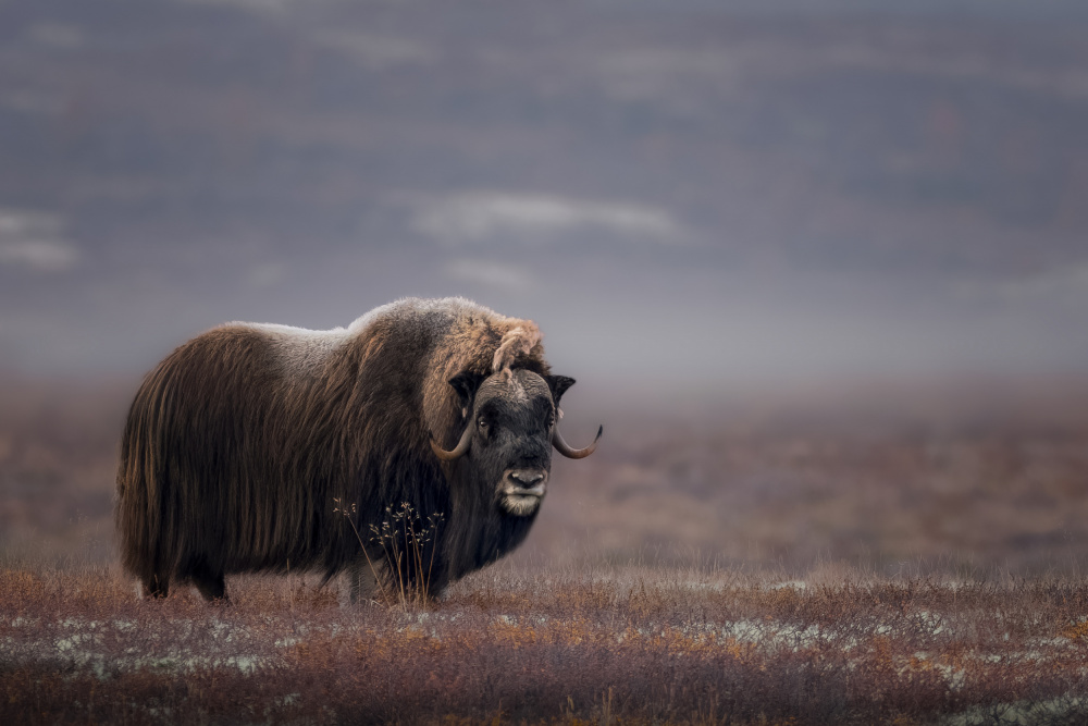 Frosty Tundra Musk Ox by Tom Meier — canvas wall art